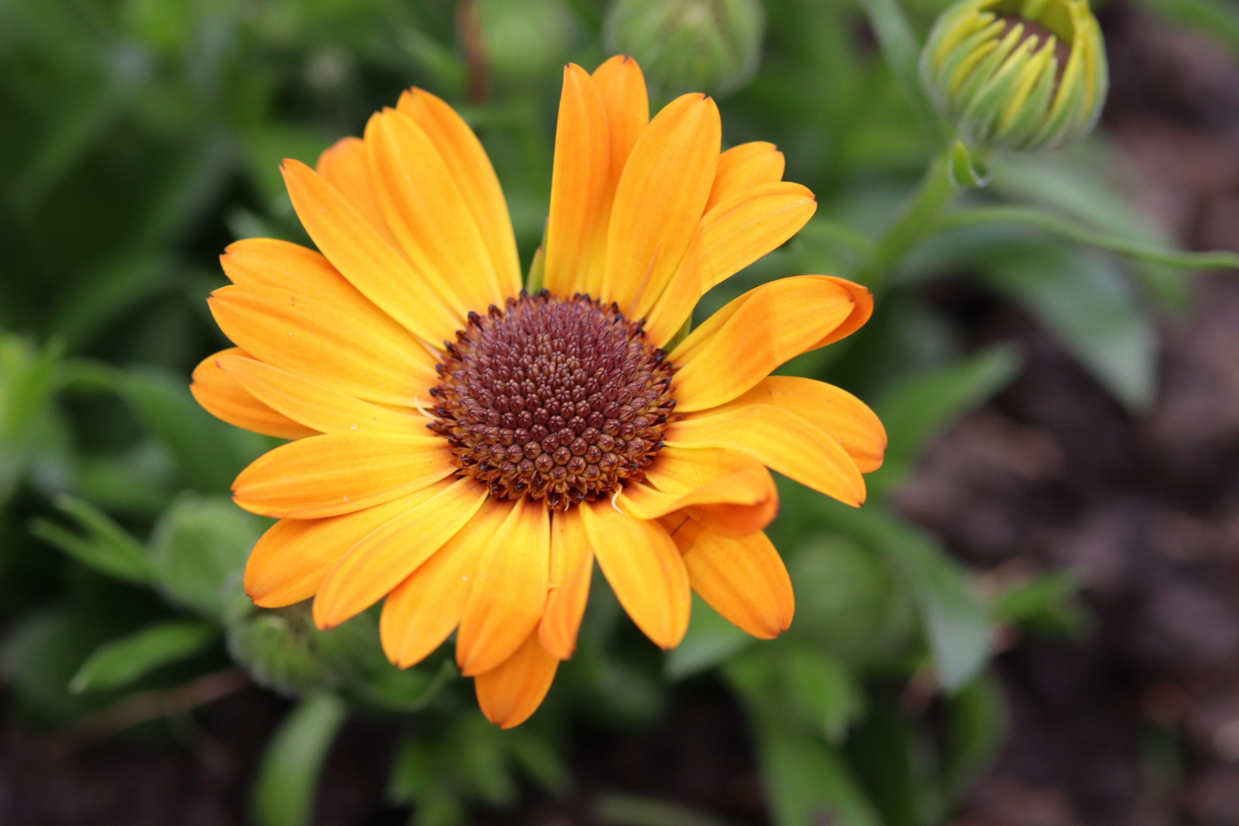 Marigold in blossom. Photo: Niko D via Pexels